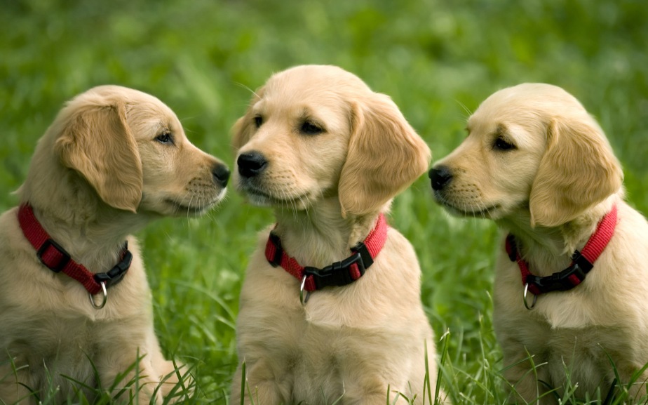 Puppies of golden retriever